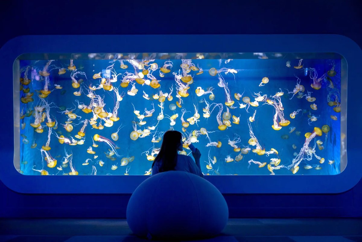 ore_ikitai's tweet photo. 江ノ島の水族館にすごいイベントきたあああ…！なんとYogiboでグダグダしたり、シーシャ吸いながら魚やクラゲを観察できるの激チル…🥺水族館×チル、行きたすぎて有給取りそう…… https://t.co/btRmf7lG9m