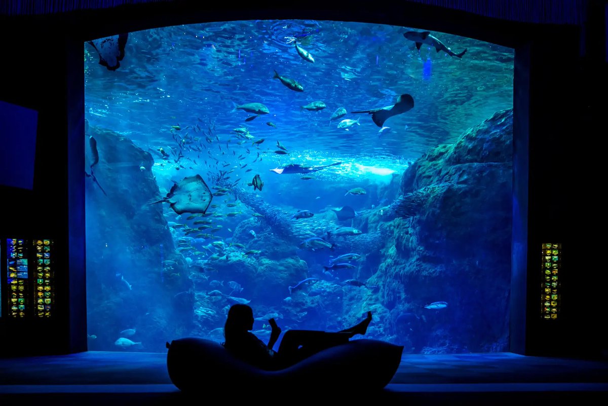 ore_ikitai's tweet photo. 江ノ島の水族館にすごいイベントきたあああ…！なんとYogiboでグダグダしたり、シーシャ吸いながら魚やクラゲを観察できるの激チル…🥺水族館×チル、行きたすぎて有給取りそう…… https://t.co/btRmf7lG9m