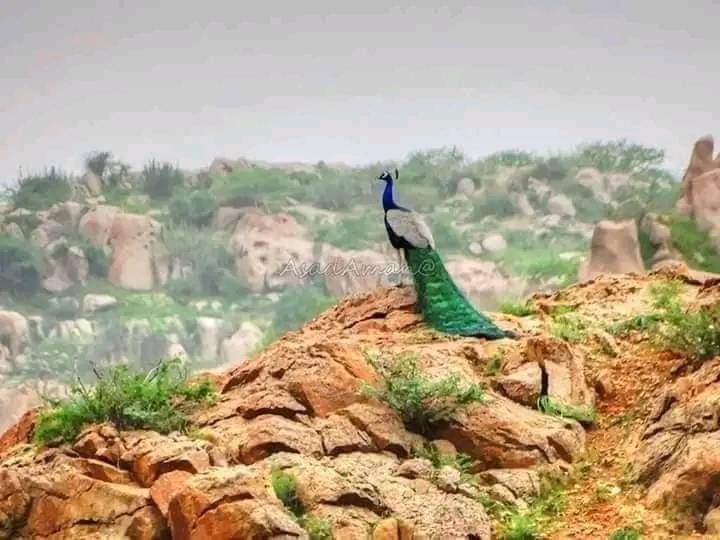 ABasitChandio1's tweet photo. سموري ايشيا جو حُسن مون ڪارونجهر جي چوٽي تي ڏٺو آهي!
عبدالواحد آريسر.
#SaveKaroonjhar
@BBhuttoZardari
@MuradAliShahPPP https://t.co/RVxOD7ITZr