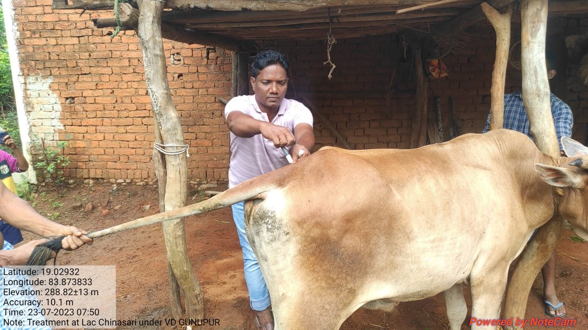 Vaccination of Cattle against FMD by vaccinators  under NADCP FMD Round-III  is going on in Rayagada district in campaign mode . 7155 Farmers benefitted from the free Vaccination of their 41602 Cattle till today.