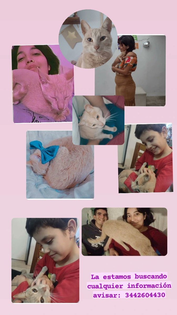 MikelaQuirin's tweet photo. El nene se acaba de dormir llorando por nuestra gatita.
Si alguien tiene información se lo agradecería no sabemos si la llevaron o está pérdida pero es una gata muy de casa no está acostumbrada a andar sola. https://t.co/nGUOgCzq8A