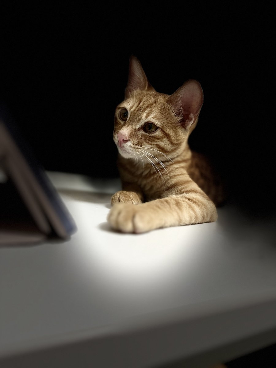 kimstudy_place5's tweet photo. 트위터를 만들었고 담당자가 되었다. 일단 고양이 사진을 올린다.  #이것도마케팅이야 https://t.co/ohXXFy8JRw