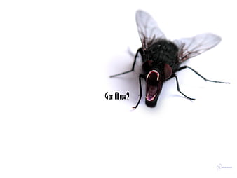 Just_A_Idiot_I's tweet photo. @GroundedTheGame why not add a fly I, mean is it in the game? because i mean a fly dat cool thing to fight i'm just saying https://t.co/153LKrwvjk