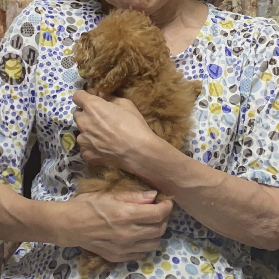passe_08's tweet photo. おばあちゃんに可愛がられる愛犬が可愛い

写真だと本当にぬいぐるみ🧸 https://t.co/wvzom2ujiH
