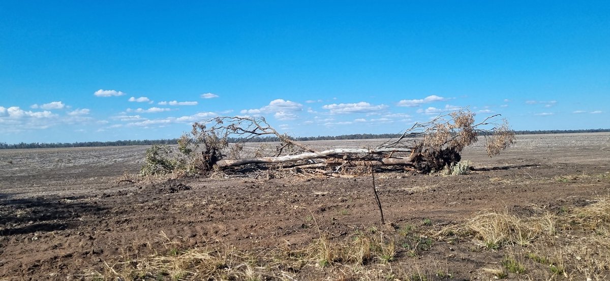 BalmainLiza's tweet photo. The coal seam gas industry causes harmful impacts on many fronts. 
These are trees felled in the Springvale district of the Darling Downs, to make way for gas-related pipeline. 
The destruction of natural habitat is not progress. https://t.co/4Env1NDqnE