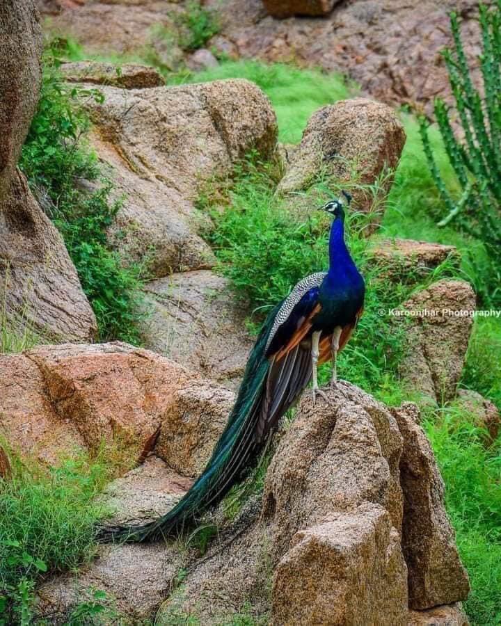 saeedsangri's tweet photo. Let’s promote morning beauty of Karoonjhar &amp; #SaveKaroonjhar https://t.co/1HckurA4zW