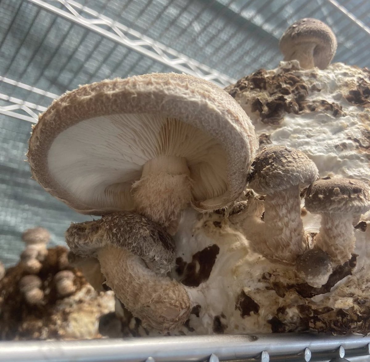 Making sure the farm stays save for my mushrooms 🍄 #mushrooms #psychedelics #mushroomfarm #mushroom #psilocybin #ediblemushrooms #trippymushrooms #planting #colorado #denver #chicago #florida #mushroomshouse #goodtrip #fungus #fungi growing mushrooms 🍄
