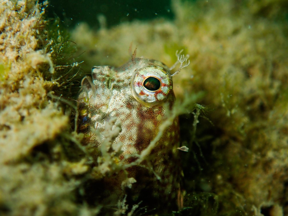 Looking 👁️
#Salarias #Blenny #Reeffish 
#Underwater #Wildlife #Animal #Photography #Diving #Scuba #Olympus #TG5 #NatGeoWild #Yourshot
#Photogroffee