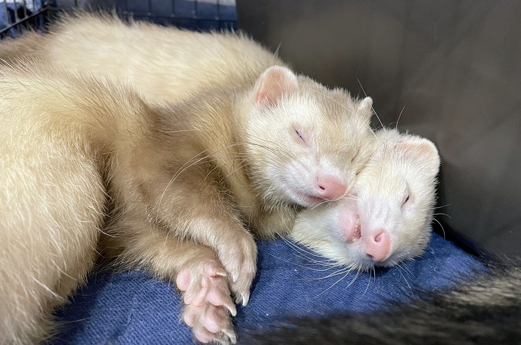 【フェレット専門店】フェレットワールド中野店 tweet media