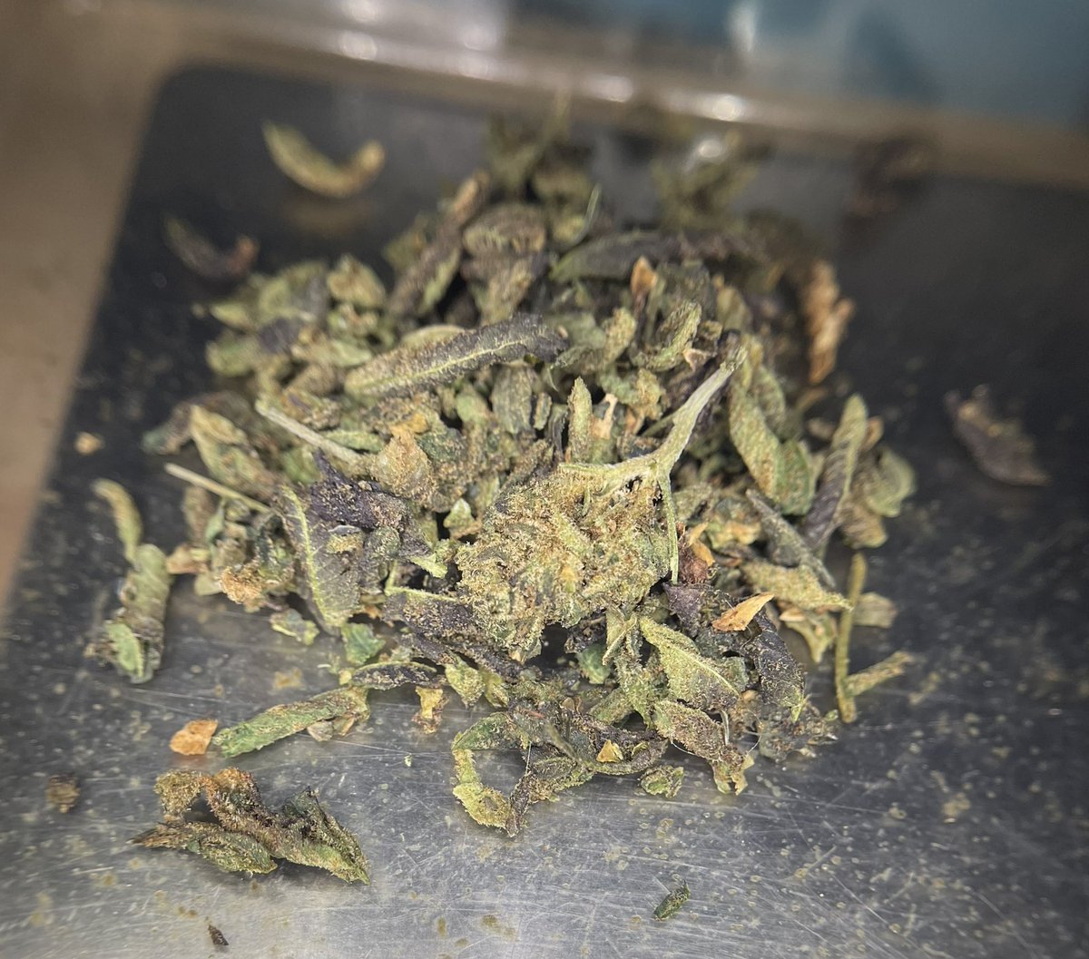 HAPPYVA59's tweet photo. Colt.45 thc(buds)25-28% 
Testnote : หอมอโรม่า ดอกไม้ ต้นสน
Feel : focus,hungry,giggly,sleepy
1G/85฿
10G/750฿ รวมส่งพัสดุ
บอกเลยโคตรแรงเหมือนโดนกระสุน หลุมเดียวอยู่ ส่วนตัวพ่อค้าใช้ไม่เต็มหลุมก็เกือบเหลืองแล้ว มาลองกันได้ครัช #กัญชา #กัญชาog #กัญชากทม #กัญชากรุงเทพ #กัญชานอก https://t.co/r0gYafrT4y
