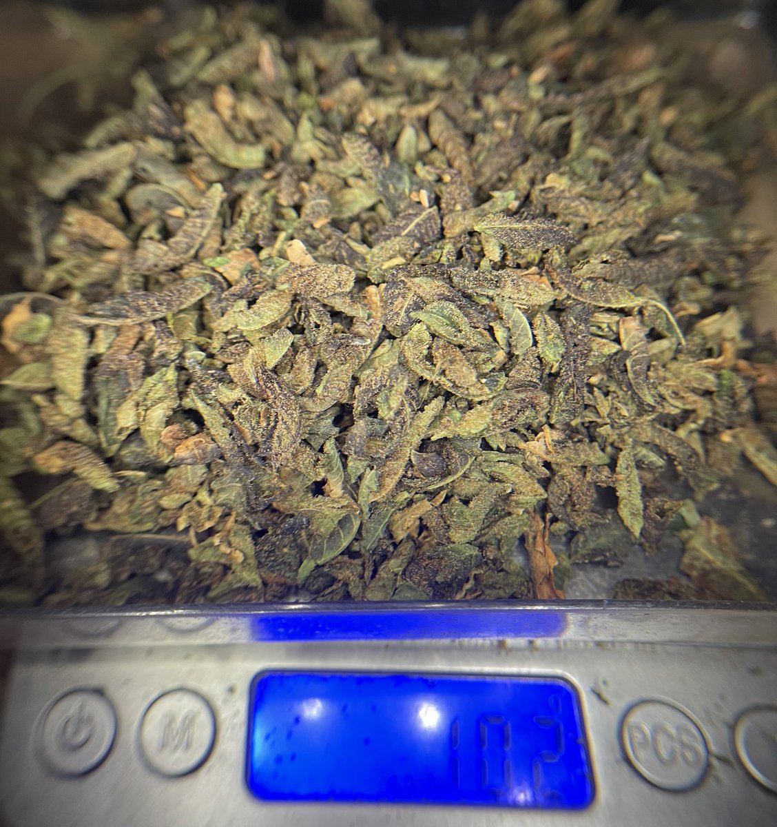HAPPYVA59's tweet photo. Colt.45 thc(buds)25-28% 
Testnote : หอมอโรม่า ดอกไม้ ต้นสน
Feel : focus,hungry,giggly,sleepy
1G/85฿
10G/750฿ รวมส่งพัสดุ
บอกเลยโคตรแรงเหมือนโดนกระสุน หลุมเดียวอยู่ ส่วนตัวพ่อค้าใช้ไม่เต็มหลุมก็เกือบเหลืองแล้ว มาลองกันได้ครัช #กัญชา #กัญชาog #กัญชากทม #กัญชากรุงเทพ #กัญชานอก https://t.co/r0gYafrT4y