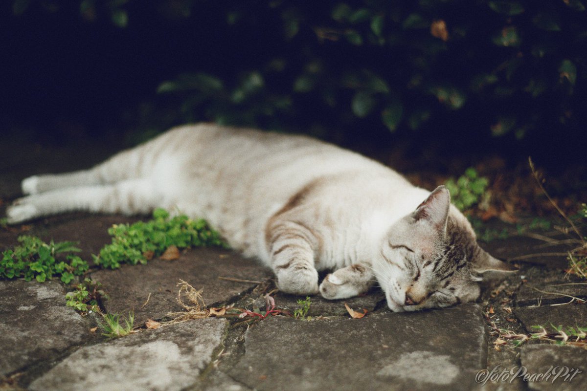 I think I'll be off for the next while.

#ファインダー越しの私の世界 #キリトリセカイ #猫 #ねこ #ネコ #Cat #Cats #CatsOfTwitter #catphotography #catsphotography #photography #ManualLens #SuperTakumar #オールドレンズ #Nikon #NikonZ6