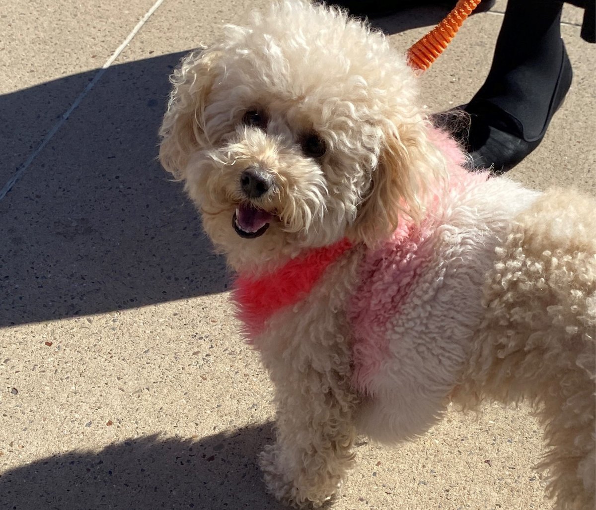 chlawyers's tweet image. Last week, the team participated in the #BigStepChallenge supporting @AusBirthTrauma for #BTAW2023. We walked from Nobbys Beach in Newcastle to our offices to reflect on the subject of #birthtrauma and the experiences of our clients and other women. catherinehenrylawyers.com.au/in-the-news/ca…