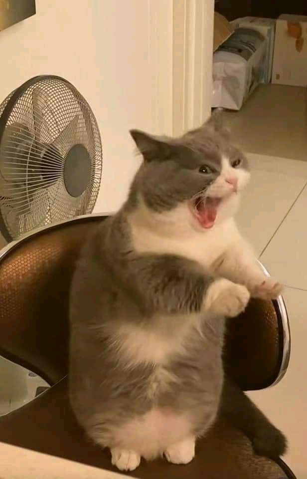 ch3olibee's tweet image. I see no difference 

#WONWOO 
#wonu 
#SEVENTEEN