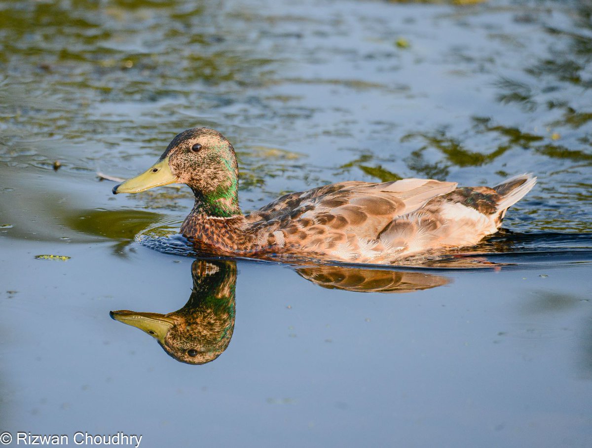 #naturephotography #naturelover #Canada #BirdsOfTwitter #BirdsUp #BIRDSTORY #SummerVibes #Flowers #photography #photooftheday #photographer #digitalartwork #photographylovers #PhotographyIsArt #NFTartists #SummerVibes #outdoors #naturelovers #Duck #birding #duckling