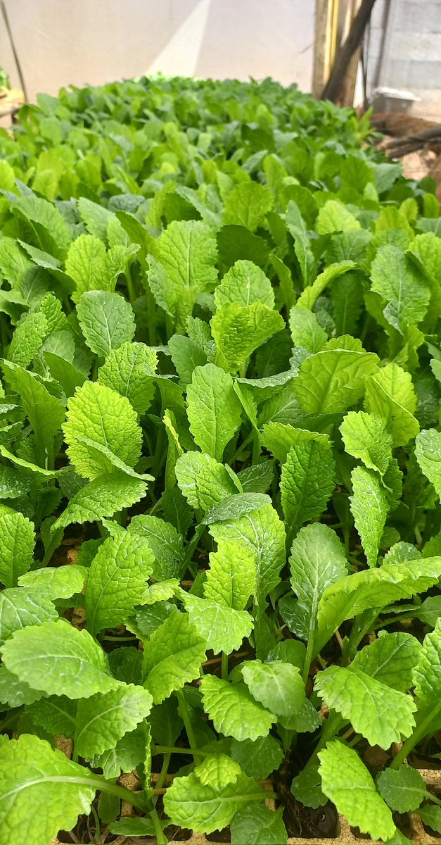 "It's your farm; it's your story. Take the opportunity to share it." - Jen Koukol

Let's hear what you are planting this week..

Happy Monday Farmers.

#rimasomething
#greenhopeseedlings 
#seedingyoursuccess