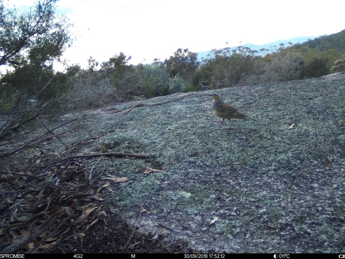 foolforaclient's tweet photo. Finally able to retrieve images from a camera that perished in fires 5 years ago. Enjoy this rocky outcrop and shy fauna. The spotted quail-thrush is a beauty. #SavingOurSpecies #Tech4Wildlife @WILDLABSNET https://t.co/PaPsX8pUDu
