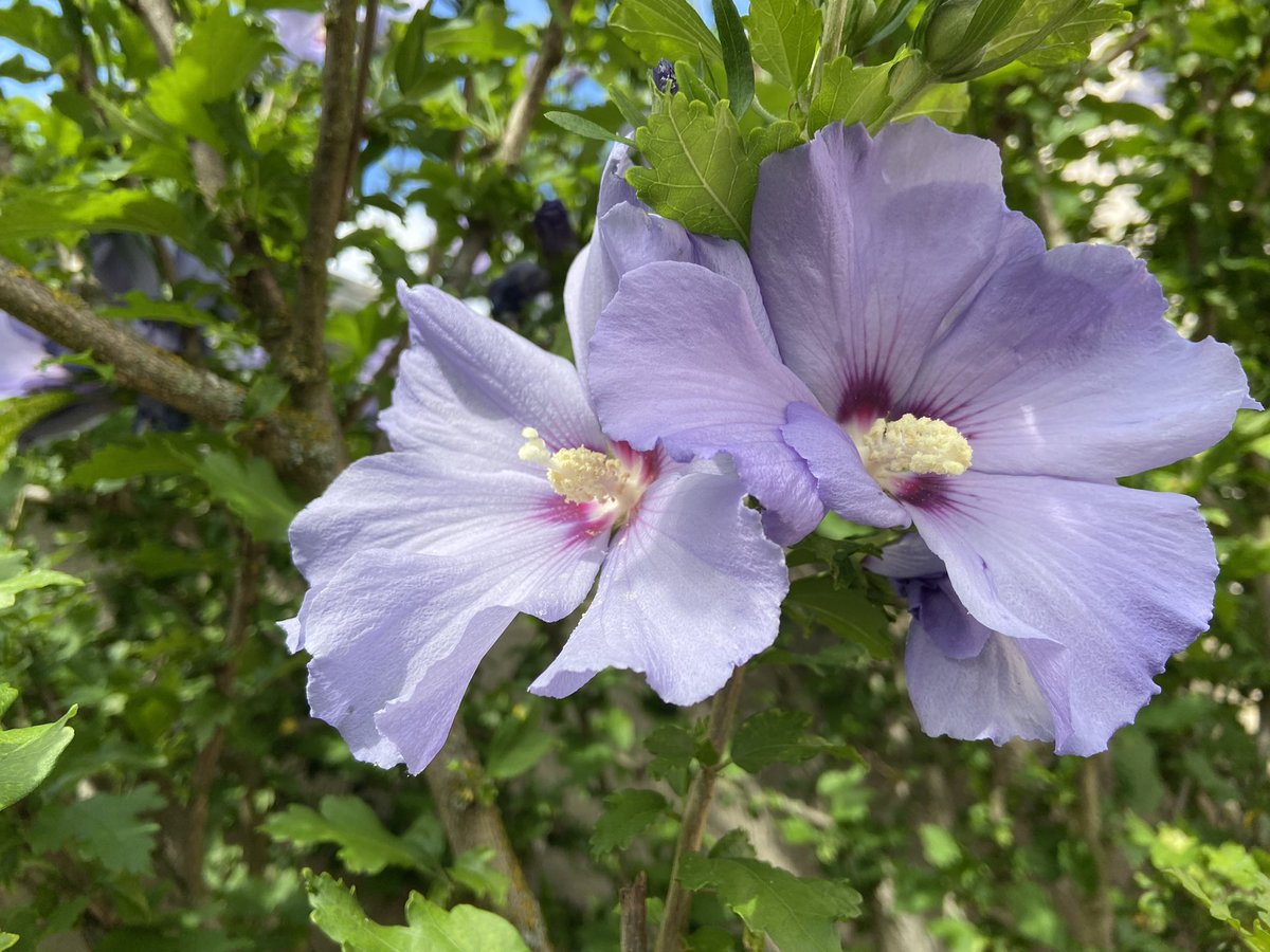 Einen wunderschönen guten Morgen wünsche ich Euch. Kommt stressfrei in die neue Woche und gesund durch den Tag 🙋‍♀️☕️🍀🌺🌞🌸