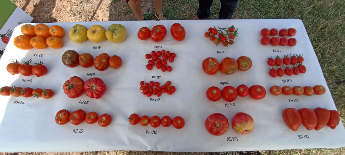 JORNADA PORTES OBERTES #AGRÒPOLIS

👉noves varietats tradicionals hortícoles amb resistència a virosis 
👉panel de selecció participativa del projecte #HARNESSTOM de diversificació per color en tomàquet. 

📌Més informació d'altres projectes presentats: agrotech.upc.edu/ca/noticies/mo…