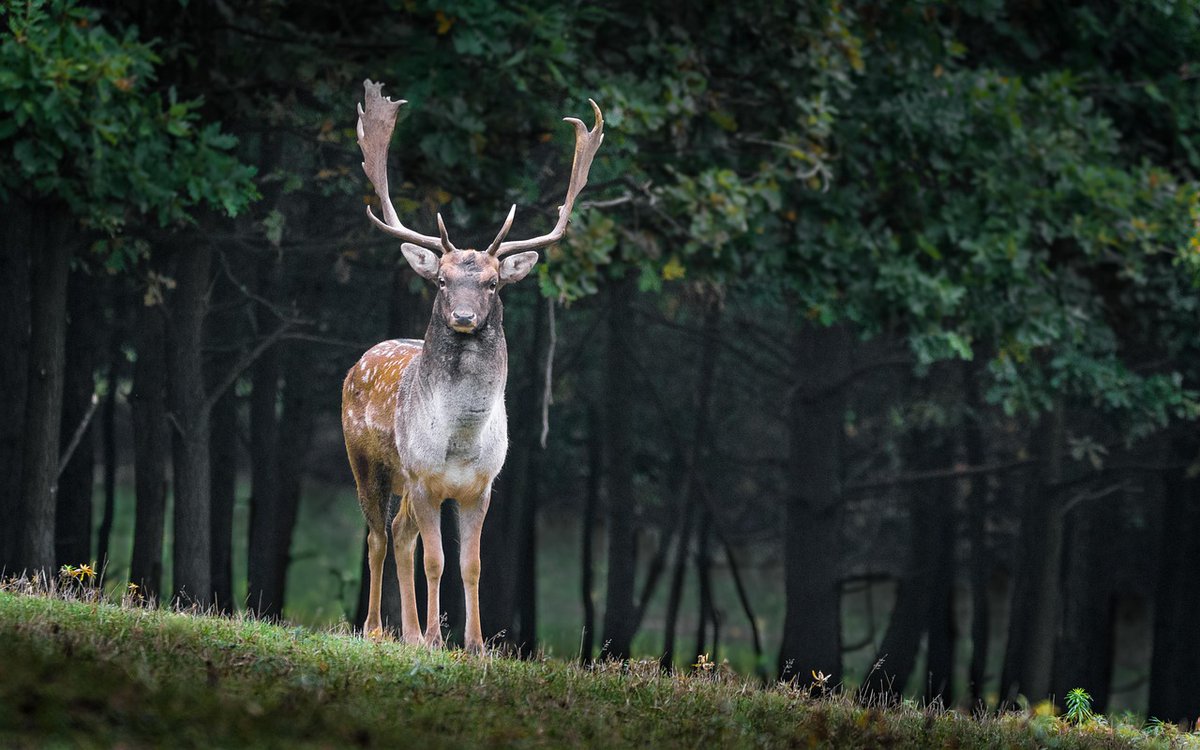 🦌 Deer have a fascinating adaptation called 'velvet antlers.' Each year, they shed the outer layer of their antlers, revealing the new growth underneath. Nature's incredible regenerators! 🌿🦌 #DeerFacts #VelvetAntlers