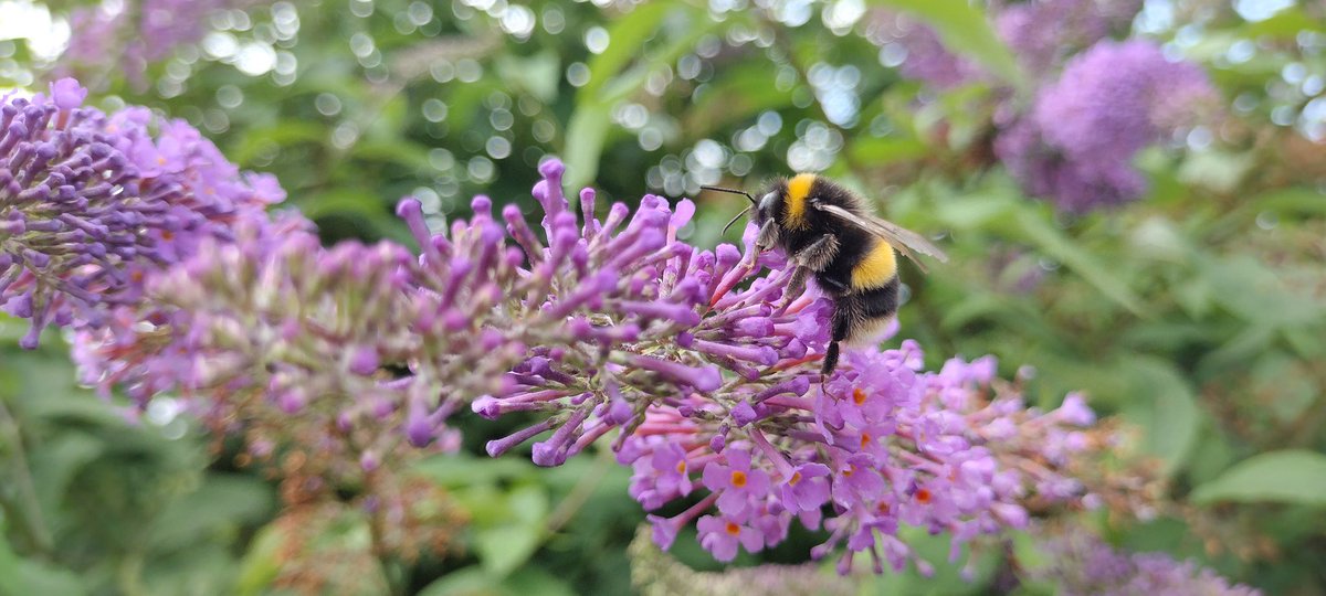 A_Perdido's tweet photo. Our buddleia proving that just one plant can be a haven. 🐝
#breconbeacons #wildlifephotography #bees https://t.co/geTqv4TAUg