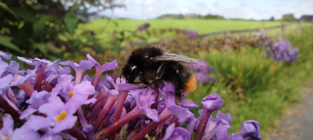 A_Perdido's tweet photo. Our buddleia proving that just one plant can be a haven. 🐝
#breconbeacons #wildlifephotography #bees https://t.co/geTqv4TAUg