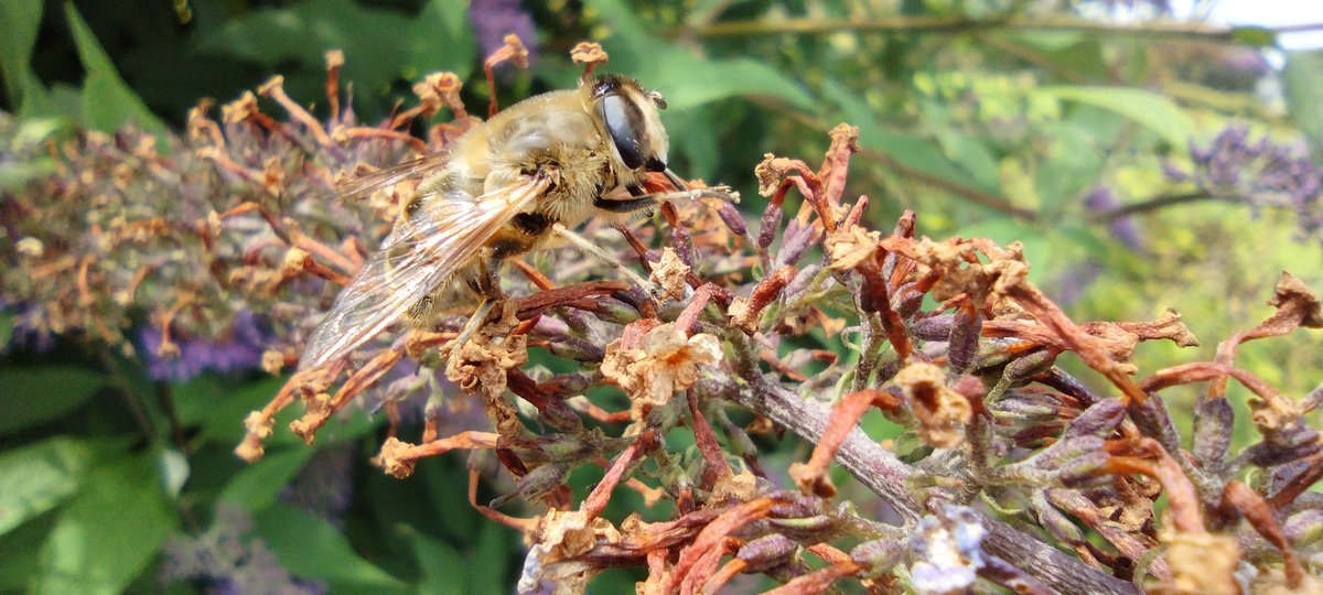 A_Perdido's tweet photo. Our buddleia proving that just one plant can be a haven. 🐝
#breconbeacons #wildlifephotography #bees https://t.co/geTqv4TAUg