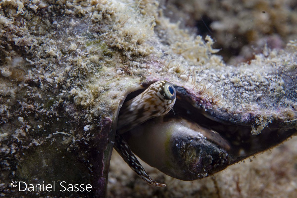 Gm ☕ to #MolluskMonday with a 5 finger conch shell and an eye of it!