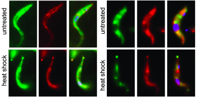 science_charles's tweet photo. Probably an #evolutionarily novel complex in #Kinetoplastida - #trypanosomes? Yes! Decapping relies there on an ApaH-like #phosphatase. Read more about a unique #decapping complex in @NAR_Open !
πhttps://t.co/MdS9PyQdMp
(TΕ½) https://t.co/f9q1xioJaz