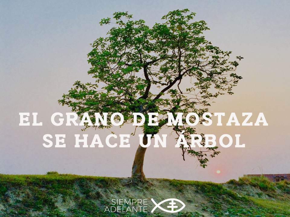 #EvangelioDelDía
Mt 13, 31-35. “El grano de mostaza se hace un árbol hasta el punto de que los pájaros del cielo anidan en sus ramas”.
archisevillasiempreadelante.org/palabraviva-31…

#SiempreAdelante #PalabraViva
