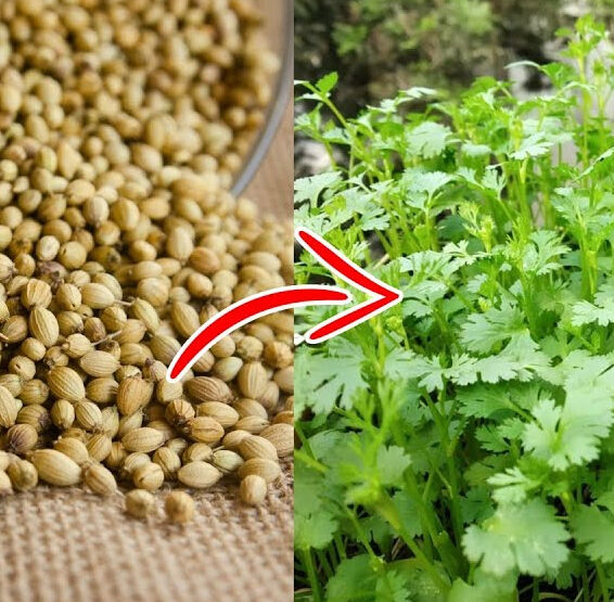 nurserylive's tweet photo. Coriander Seeds - Take your cooking to new heights by cultivating coriander seeds, ensuring a steady supply of fresh herbs that add zest and flavor to your dishes.

https://t.co/GIRmUvxe7P

#AromaticHerb #CilantroFlavor #SpiceUpYourFood https://t.co/Id8b5Yb5Wq