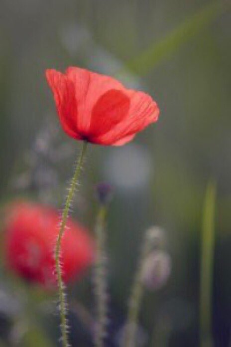 The life of a flower is longing and fulfilment. A tear and a smile.

K Gibran