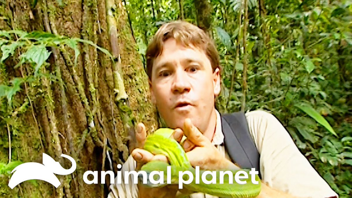 Steve Irwin Meets Tree-Dwelling Snakes and Lizards | Crocodile Hunter | Animal Planet https://t.co/Gzh37czScM https://t.co/o5fAXn8Xy5