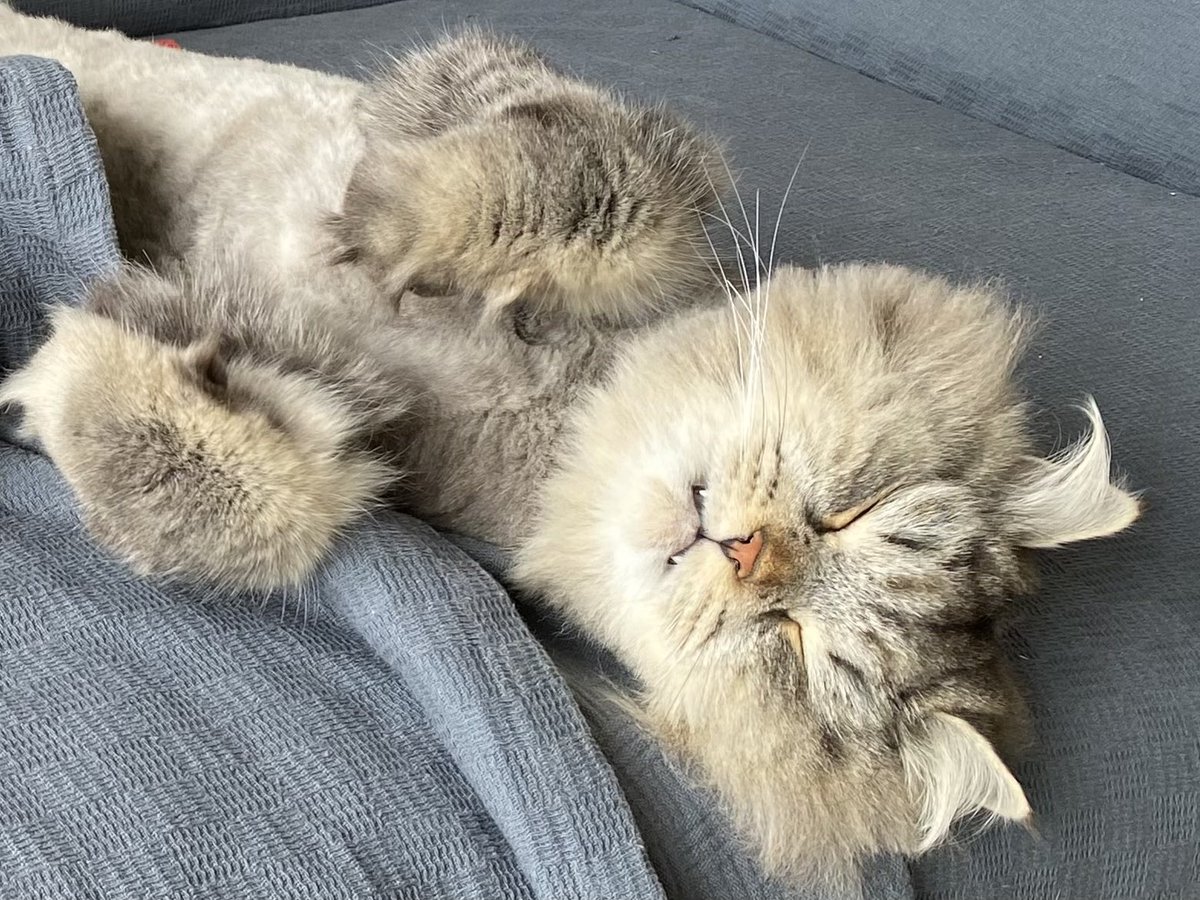 Ru_and_Po's tweet photo. うたたね中🐱💤

#猫好きさんと繋がりたい #猫のいる幸せ 
#猫の幸せ顔選手権 
#サイベリアン　#猫写真 https://t.co/yTbqR06tvd