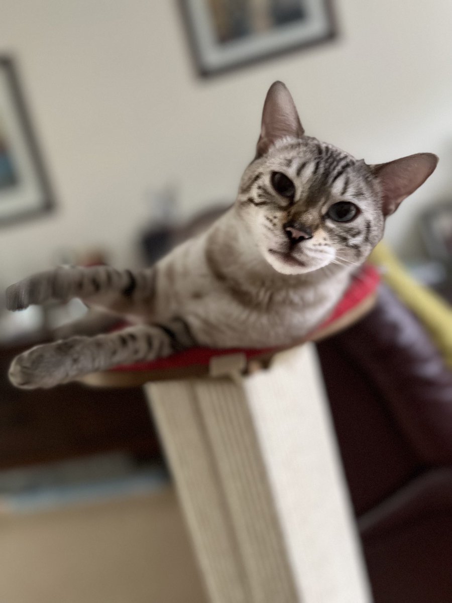 Morning 👋🏻. Another one of mum’s weird photos 🤷🏼‍♀️. We appear to be visiting family, I was so happy I sang for well over an hour ❤️ #Kind #KALOC #TeamBengal #NewSmells