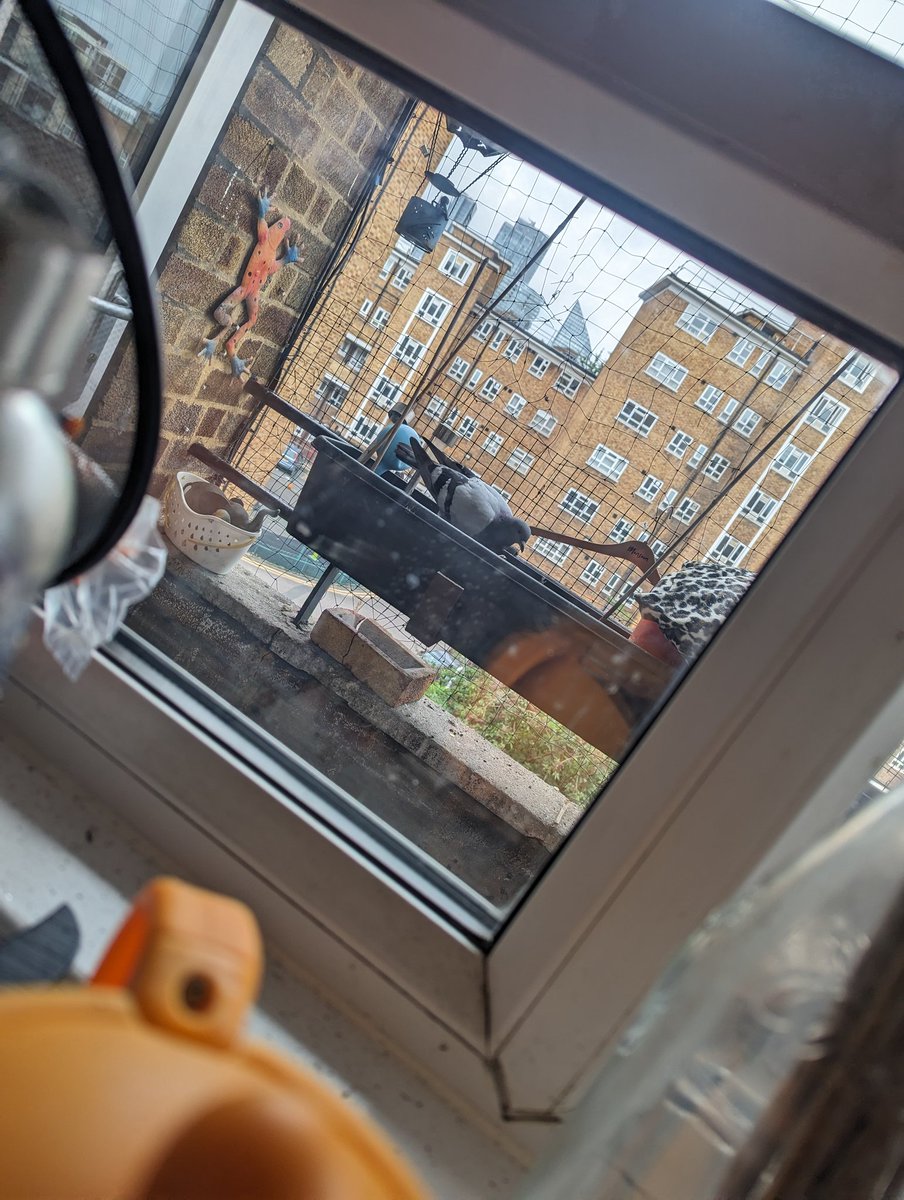 Breandán Dé Rossa tweet media