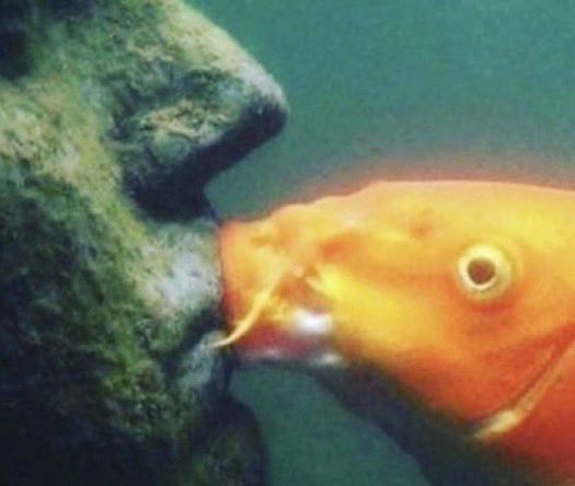 RT @reactjpg: koi fish kissing underwater statue on lips https://t.co/n9bnYHEJu1