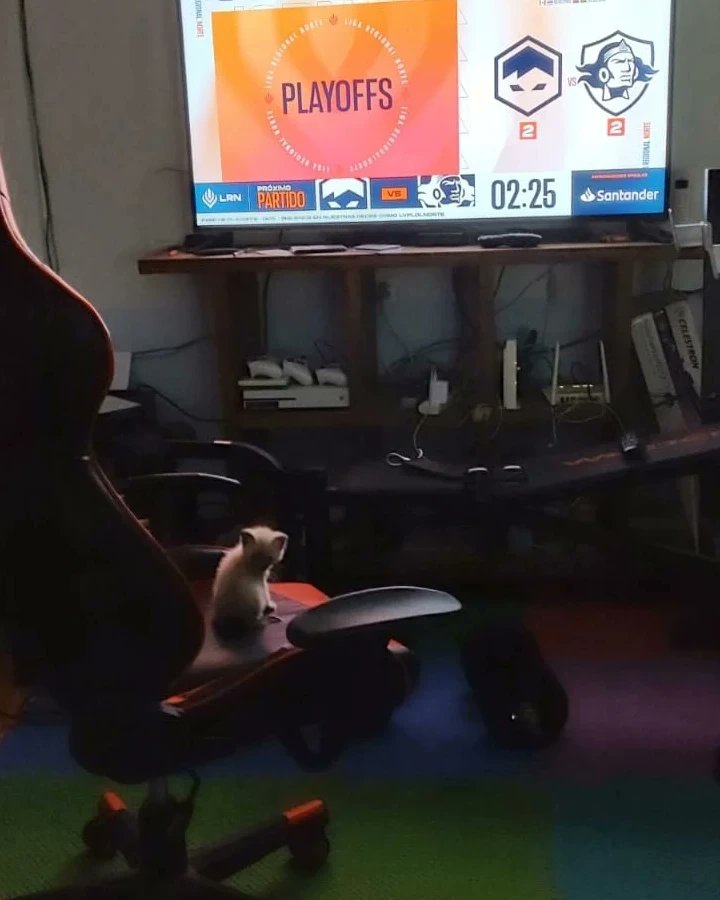 Como no voy a ganar si hasta el nuevo michito de mis suegros nos esta apoyando😼