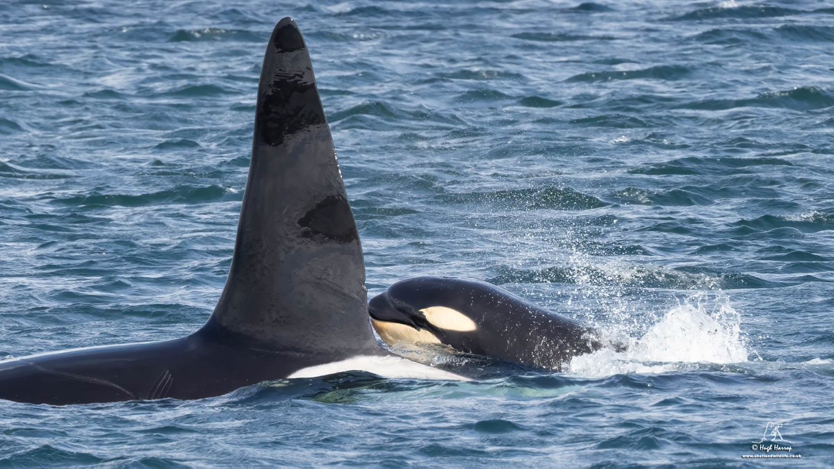 HughHarrop's tweet photo. The largest member of the 65s pod with the smallest: bull Orca 'Busta' (left) shepherding the new calf (right) assumed to be that of 'Ossa' in Bressay Sound. One of the highlights for our @ShetlandWild Ultimate Shetland group and one of three encounters with this pod in six days. https://t.co/4ArlTmTh8d