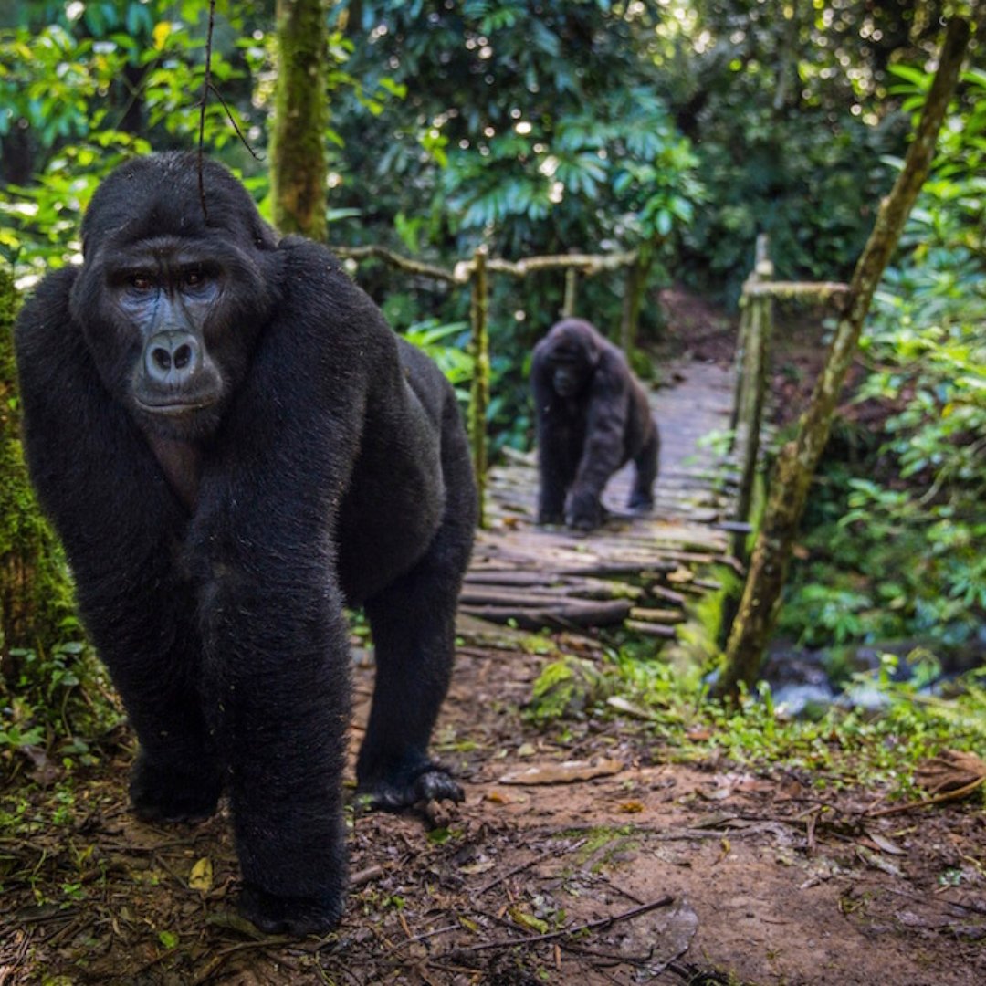 Most people who are generally healthy and fit will have no problem completing the trek, but there are a few things to keep in mind.

• High Altitude

• Terrain

• Luck

#uganda #ugandatourism #africanadventure #UgandaAdventures #naturepainting #nature #silverback