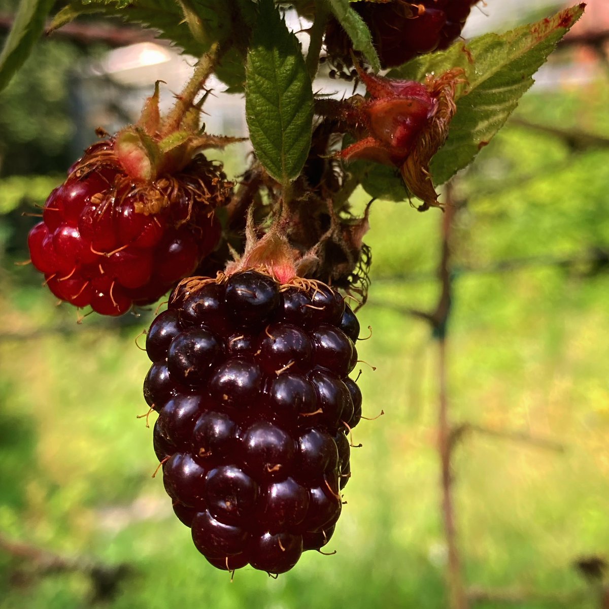 Goodmorning y’all!🌿#blackberry #foodforest #mybackyard