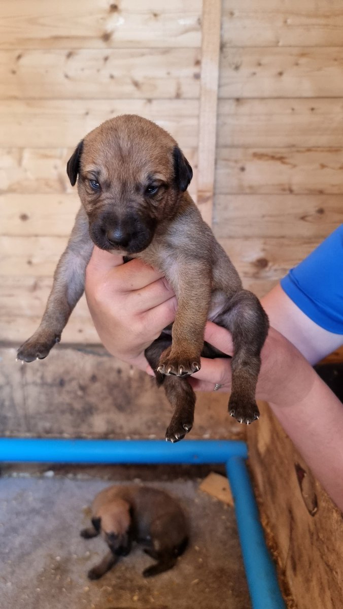 hassilad's tweet photo. Grangeview Ten X Onyago Gill 4 beautiful strong puppies, 2 dogs 2 bitches, fingers crossed for a good un or 4 🤞#Britishbred https://t.co/nJHpgtX034