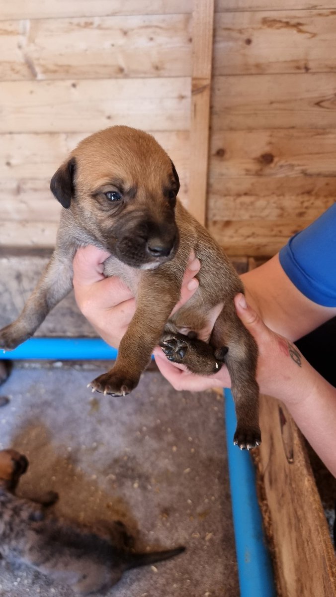 hassilad's tweet photo. Grangeview Ten X Onyago Gill 4 beautiful strong puppies, 2 dogs 2 bitches, fingers crossed for a good un or 4 🤞#Britishbred https://t.co/nJHpgtX034