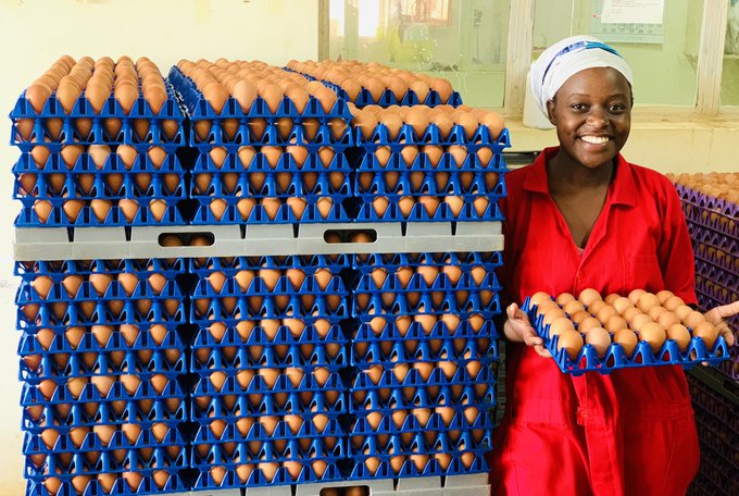 What should you know if you want to start a successful poultry (Layers) farm?
#Thread #FarmwithMfasha  👇👇👇