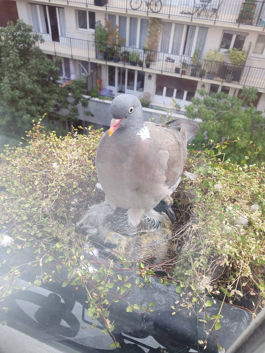 laurentuffield's tweet photo. Final update: the bigger chick's (Peggy's) feathers are starting to really come out, looking more like feathers and less like tubes. Will miss these lil pigeons! #pigeonsinparis https://t.co/pajXM6qOEm