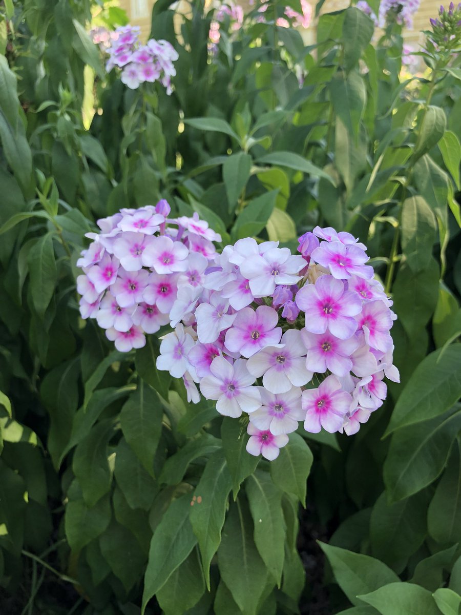 🤍🌸🌷🩷