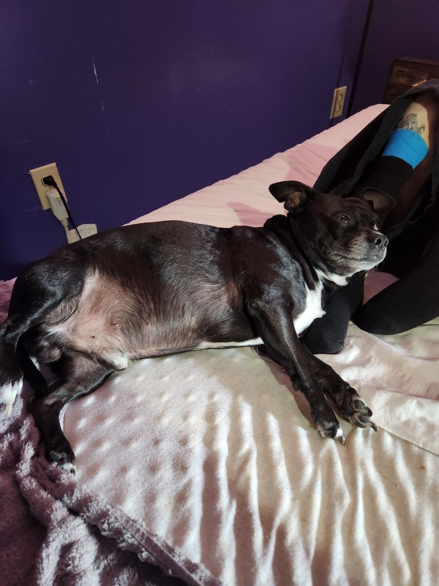 hykiri_nation's tweet photo. Pictures with Maw & my sister.
Paco: The human is now my pillow!
#hykirination #twitch #streamer #family #familytime #grandma #sister #grandmother #furbaby #furfamily #myboy #humanpillow #sleep #pet #petlovers #chihuahua #pitbull #chipit #love https://t.co/gGU76ruMiy