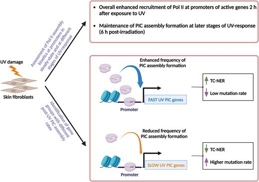 Enhanced frequency of transcription pre-initiation complexes assembly after exposure to UV irradiation results in increased repair activity and reduced probabilities for mutagenesis academic.oup.com/nar/advance-ar…