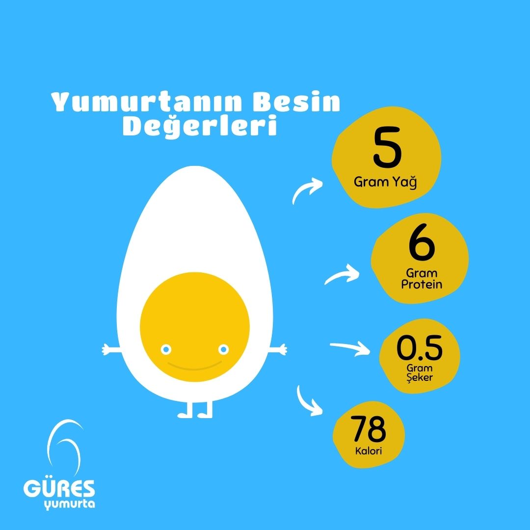 Vücudumuz için gerekli protein, yağ ve vitaminleri dengeli şekilde sunarak en sağlıklı besinler içerinde yer alan yumurta, 5 gr yağ, 6 gr protein, 0,5 gr şeker içerir ve sadece 78 kaloridir.

#GüresYumurta #yumurtanınfaydaları #sağlıklıbeslenme #kalorihesabı #yumurta #sağlık
