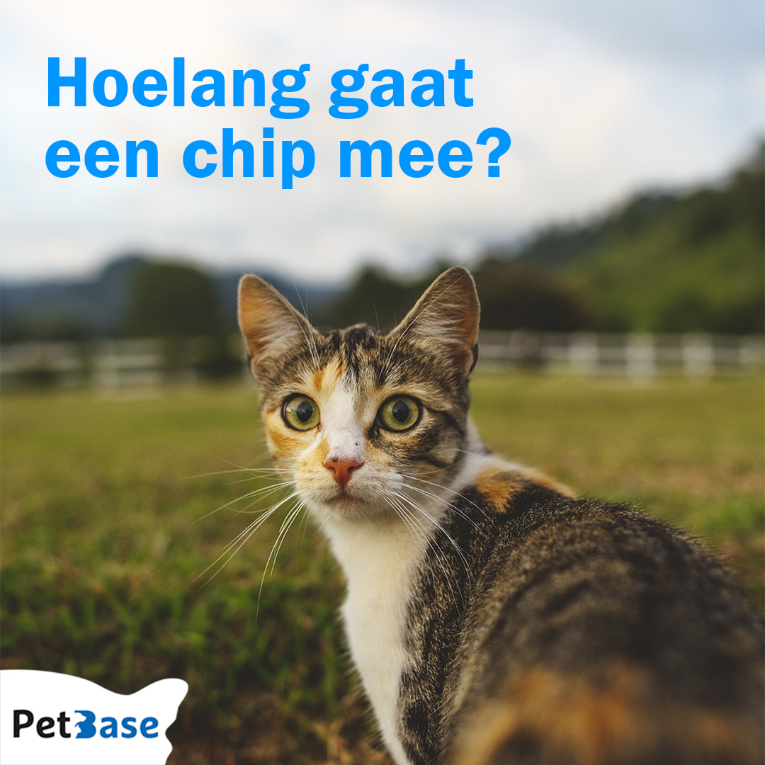 PetBase's tweet image. De levensduur van een dierchip is vrijwel onbegrensd! Het is een permanente en veilige identificatiemethode zonder vervanging nodig. Moderne chips gebruiken passieve RFID-technologie, zonder interne batterij. 

Registreer je huisdier na het chippen: petbase.eu/huisdier-regis…